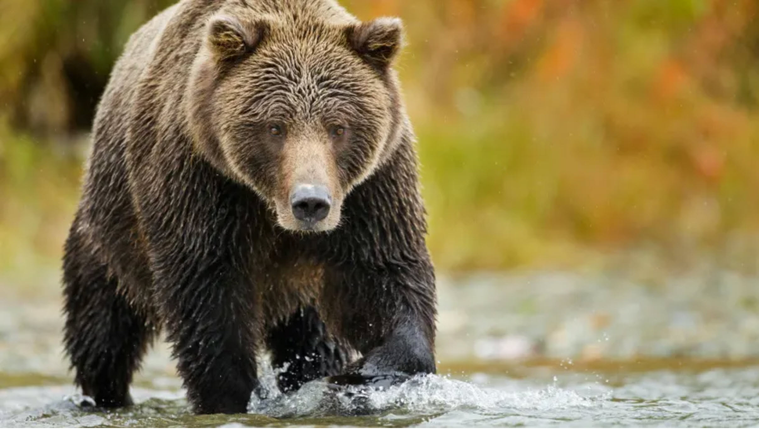 Bear Article Image